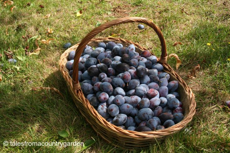 IMG_0058_watermarked