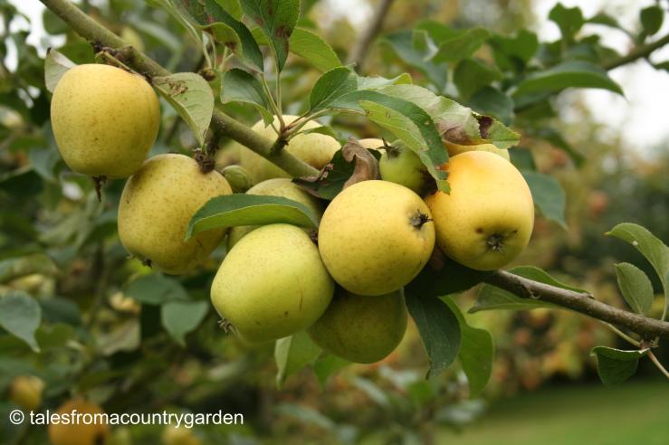 IMG_0082_watermarked