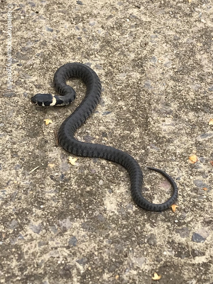 IMG_0081_watermarked