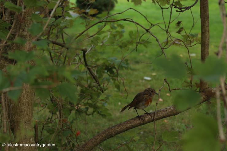 IMG_1450_watermarked