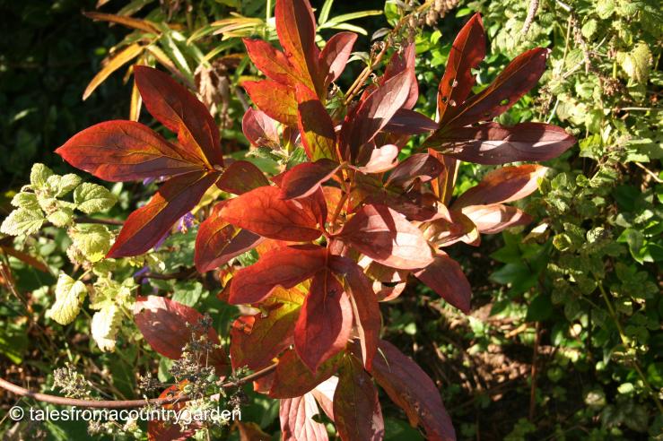 IMG_0277_watermarked