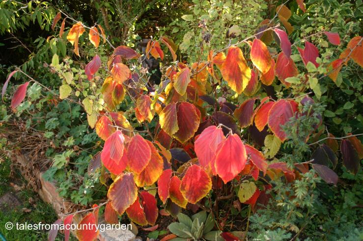 IMG_0298_watermarked