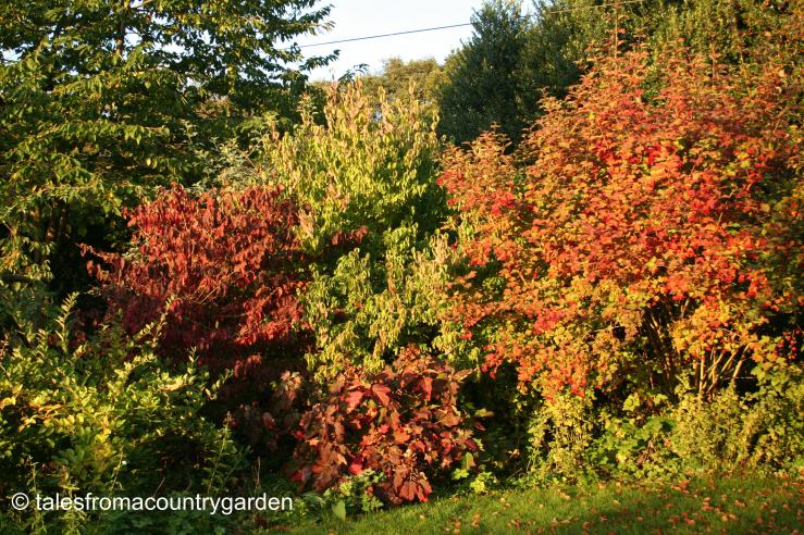 IMG_0319_watermarked