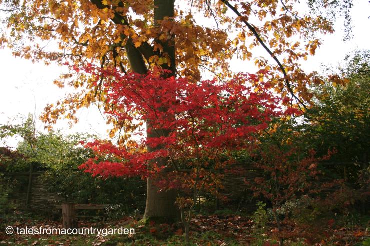 IMG_0360_watermarked