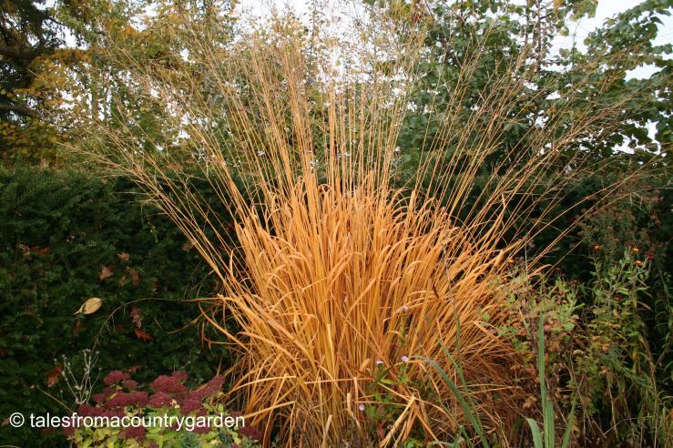 IMG_0412_watermarked