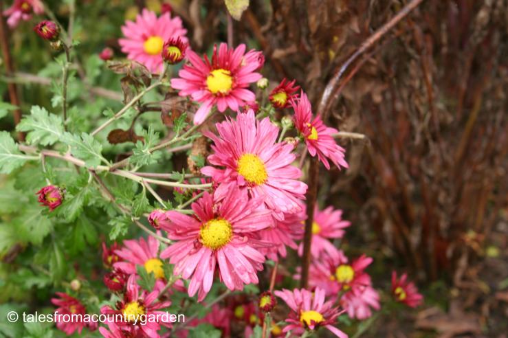 IMG_0416_watermarked