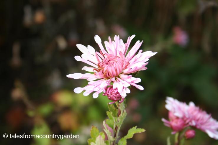 IMG_0419_watermarked