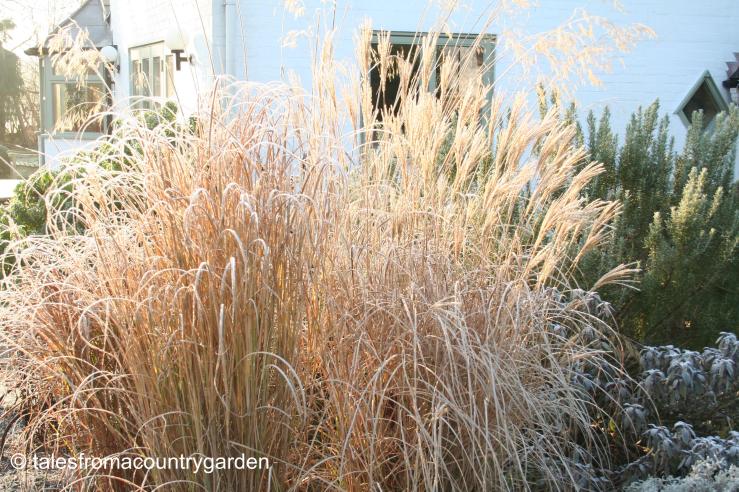 IMG_0093_watermarked