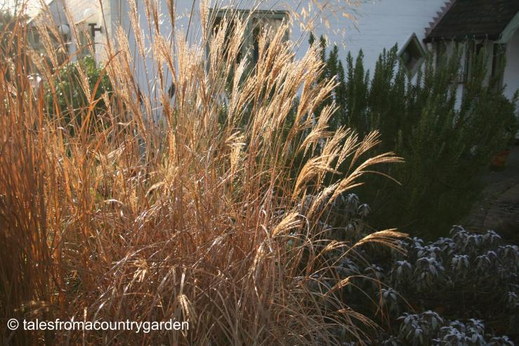 IMG_0142_watermarked