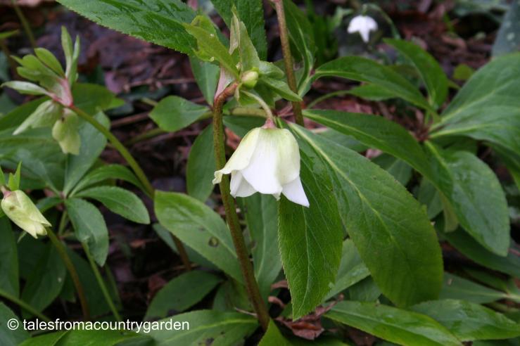 IMG_0290_watermarked