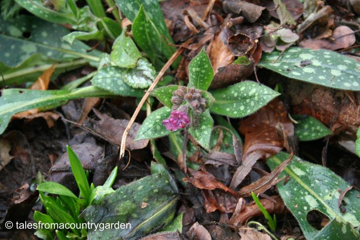 IMG_0295_watermarked