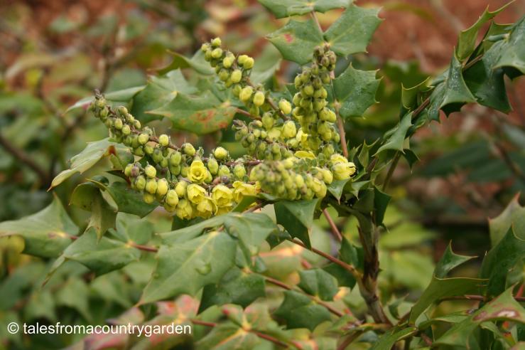 IMG_0299_watermarked