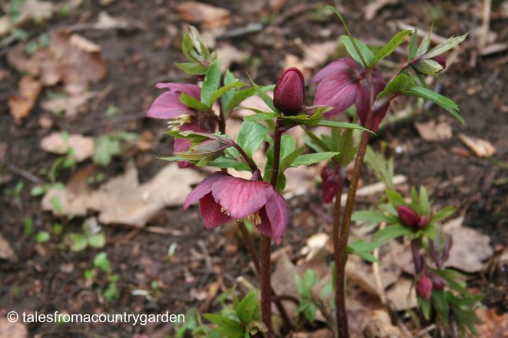 IMG_0316_watermarked