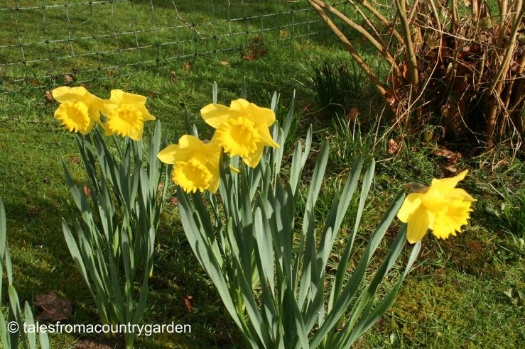 IMG_0445_watermarked - Copy