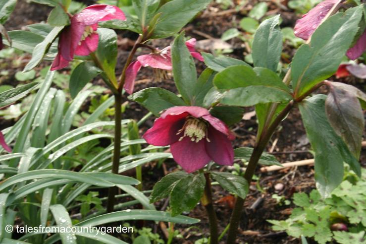 IMG_0454_watermarked - Copy