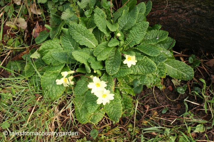 IMG_0467_watermarked - Copy