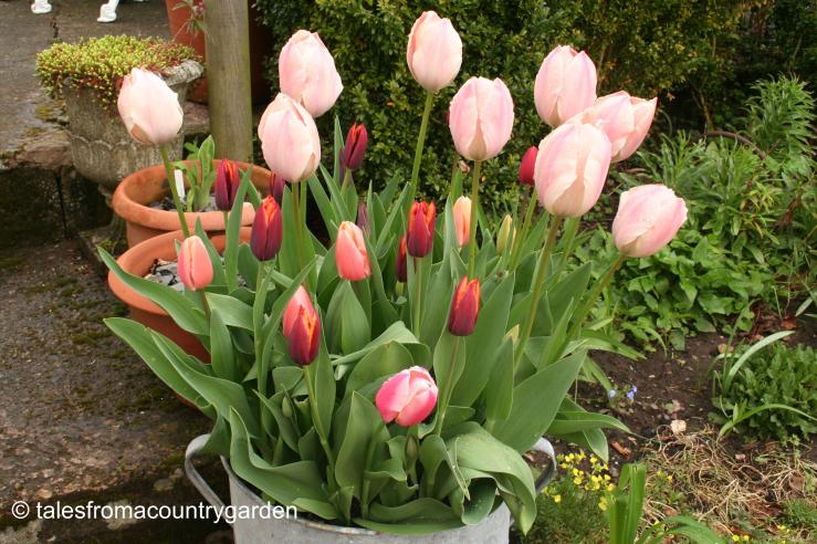 IMG_0035_watermarked