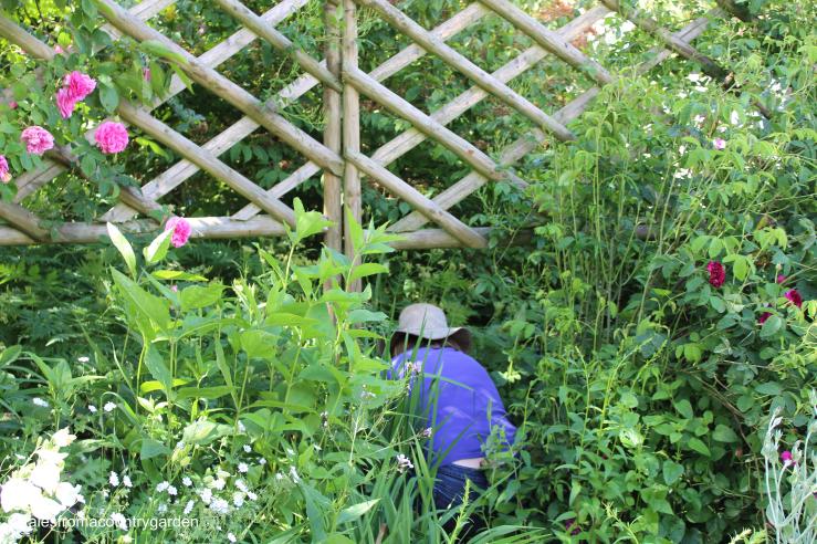 IMG_3087_watermarked