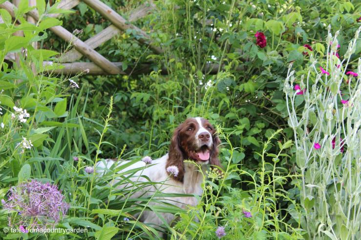 IMG_3089 - Copy_watermarked