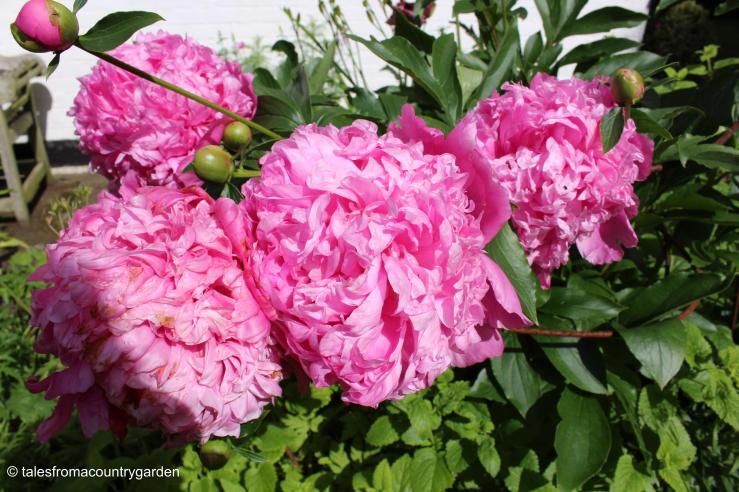 IMG_3147 - Copy_watermarked