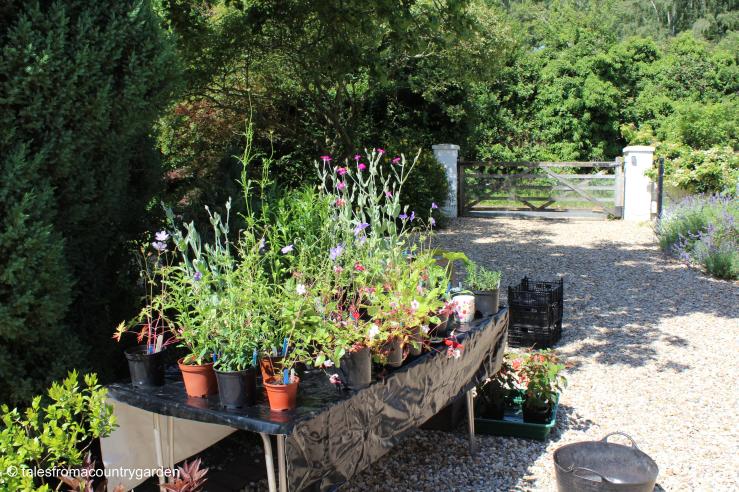 IMG_3281_watermarked