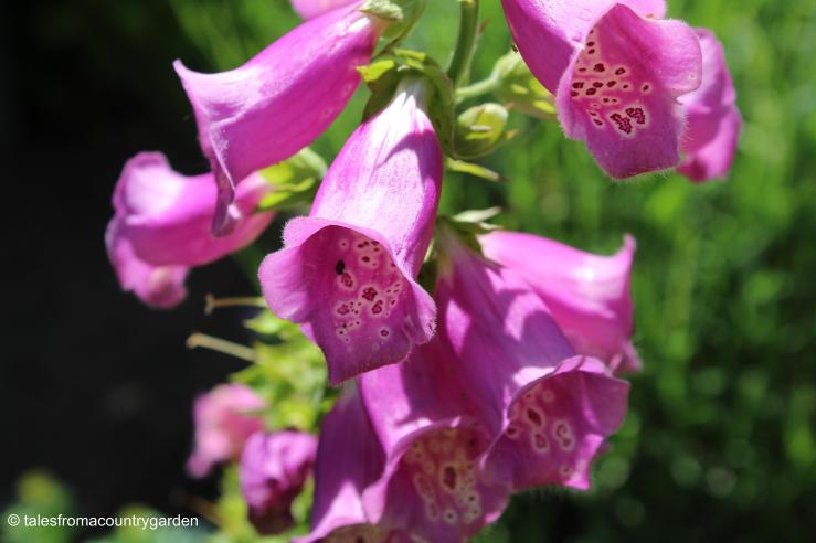 IMG_3421_watermarked