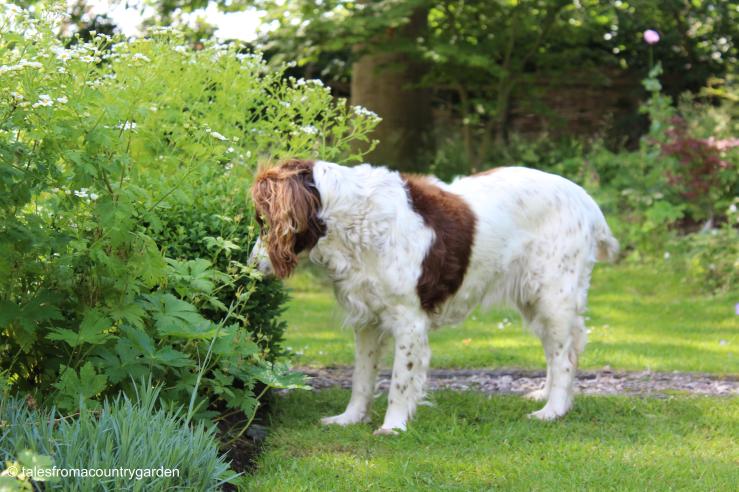 IMG_3423_watermarked