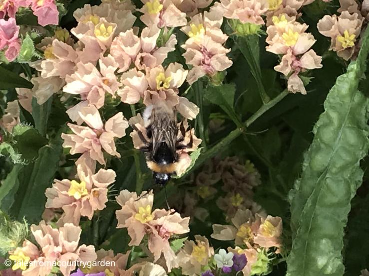 IMG_2800_watermarked