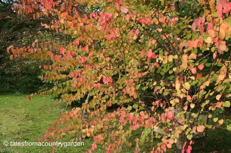 IMG_0402_watermarked