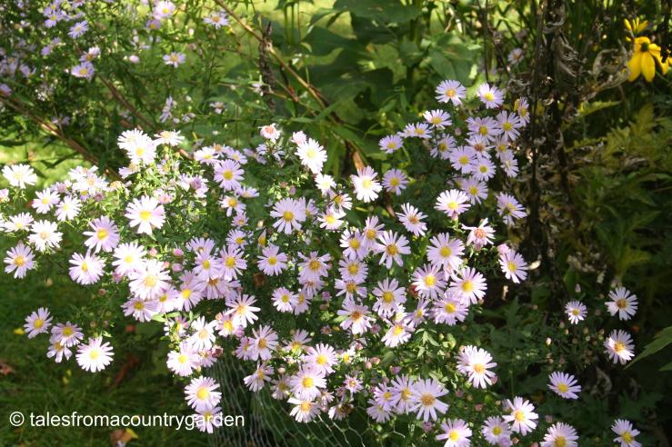 IMG_0410_watermarked