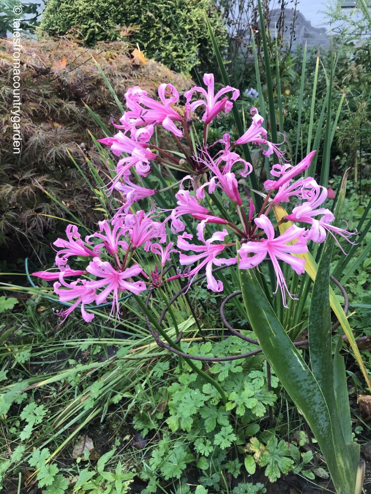 IMG_3303_watermarked