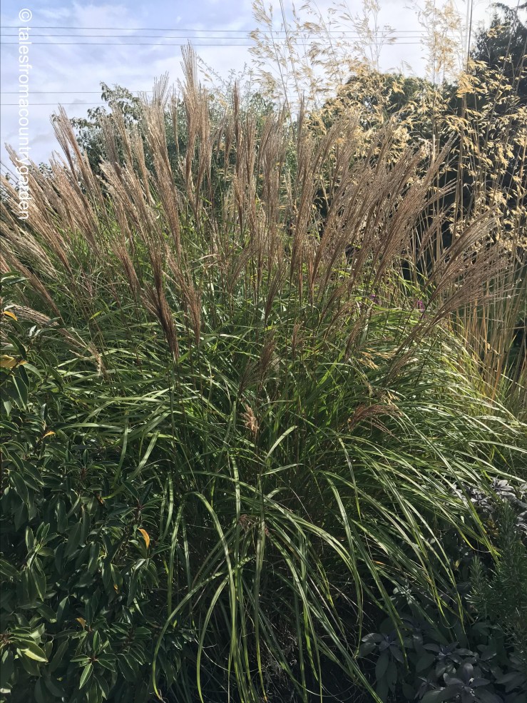 IMG_3310_watermarked