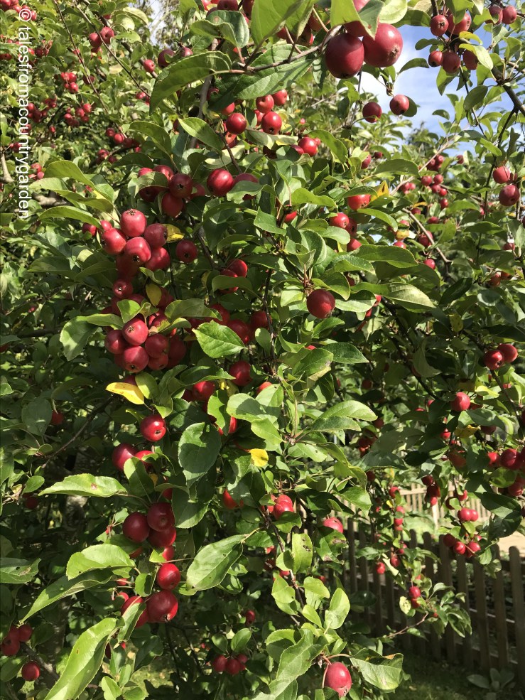 IMG_3317_watermarked