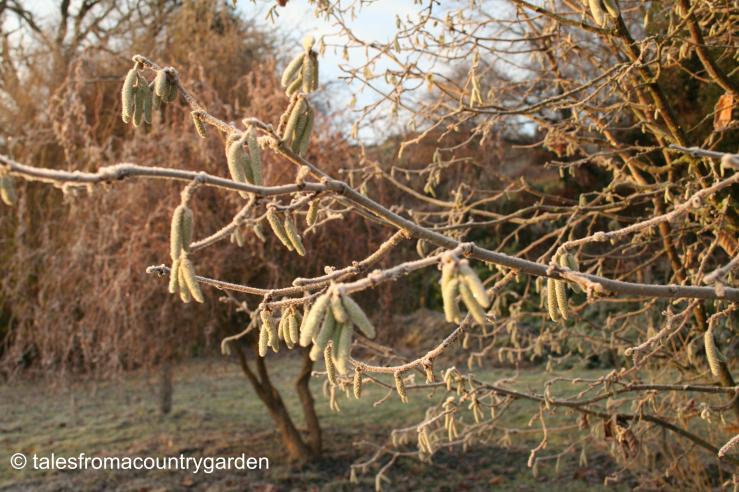 IMG_0078_watermarked