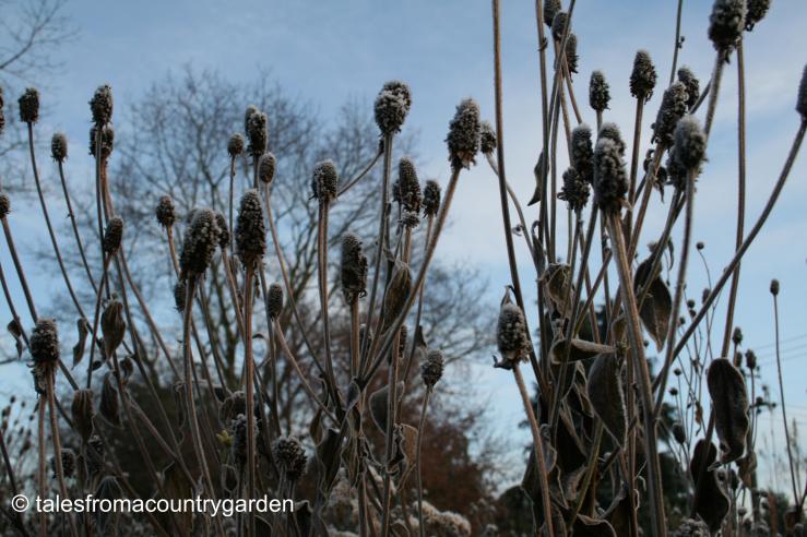 IMG_0097_watermarked