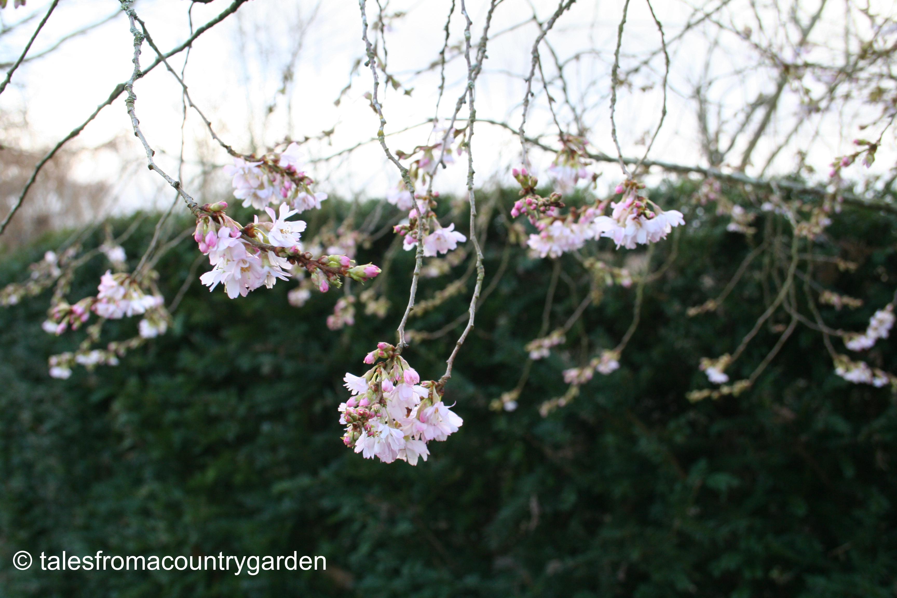 IMG_0214_watermarked