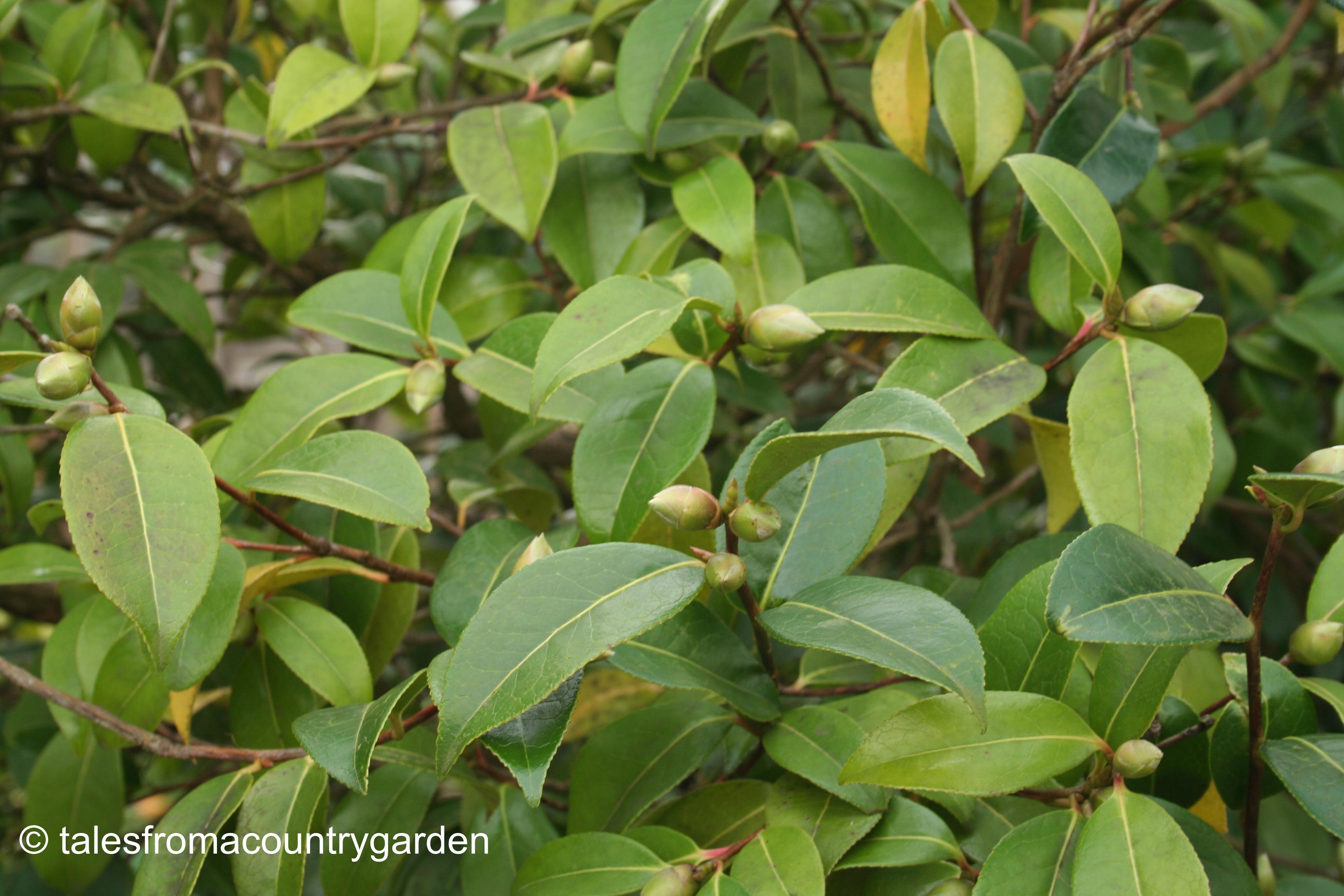 IMG_0219_watermarked