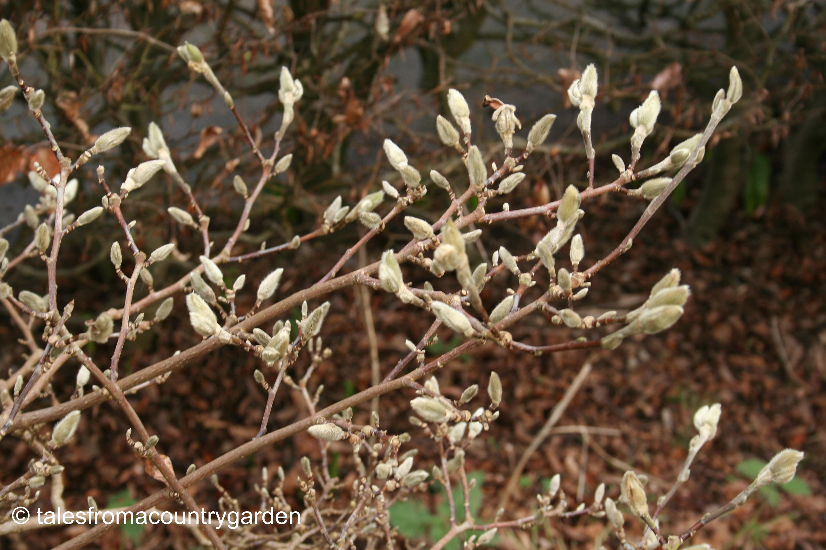 IMG_0221_watermarked