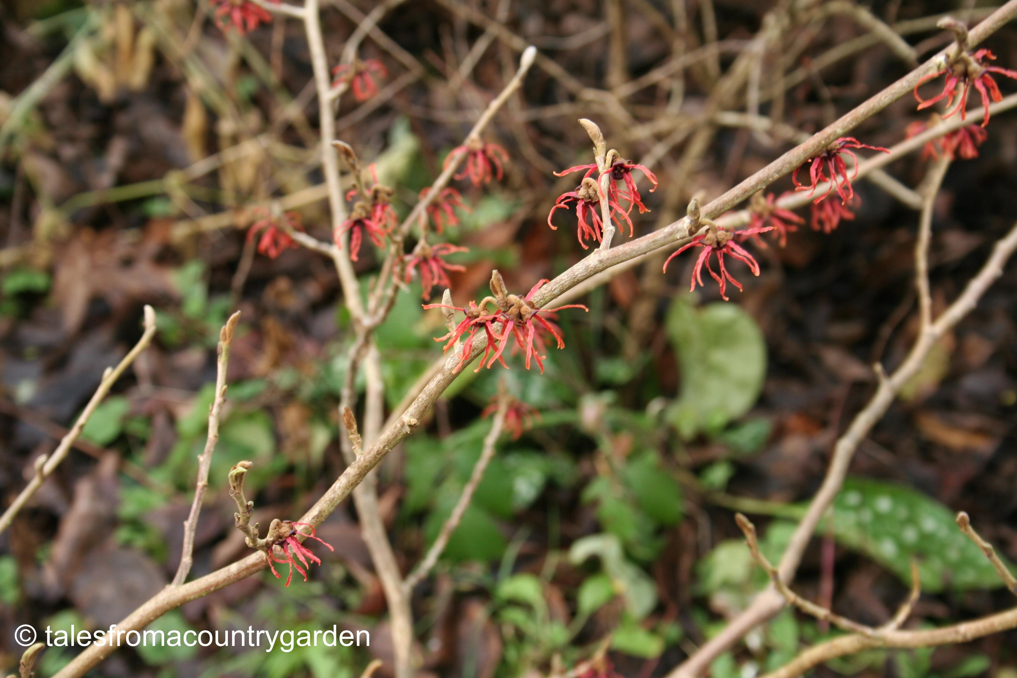 IMG_0222_watermarked