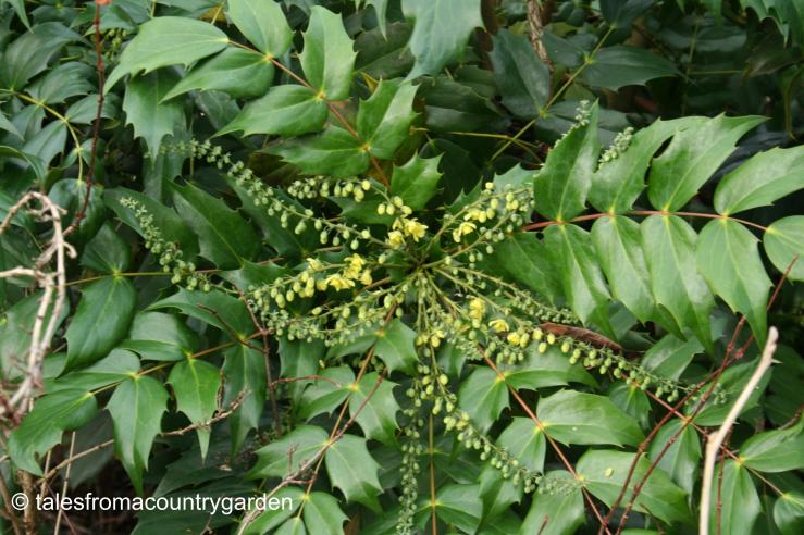 IMG_0223_watermarked