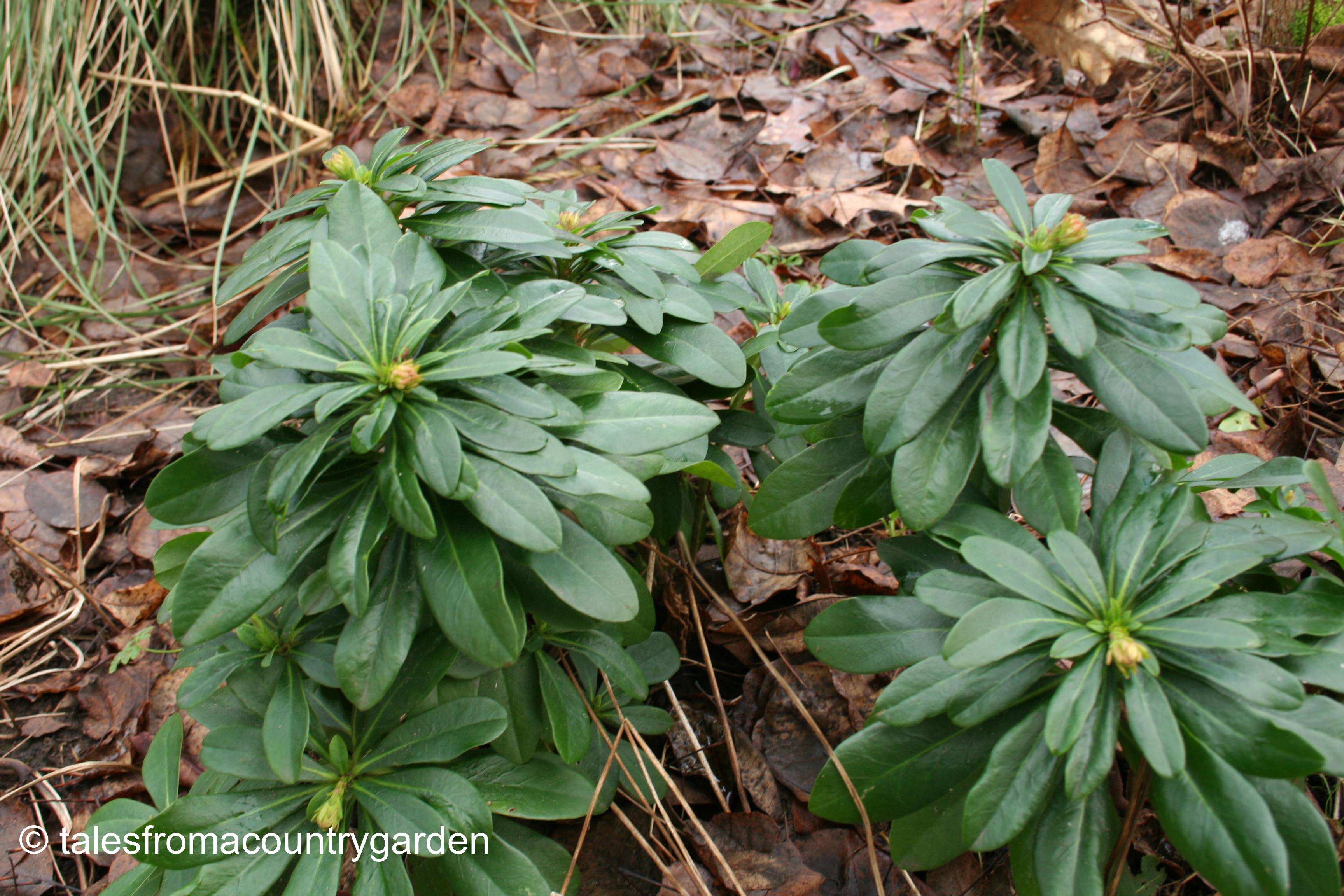 IMG_0227_watermarked