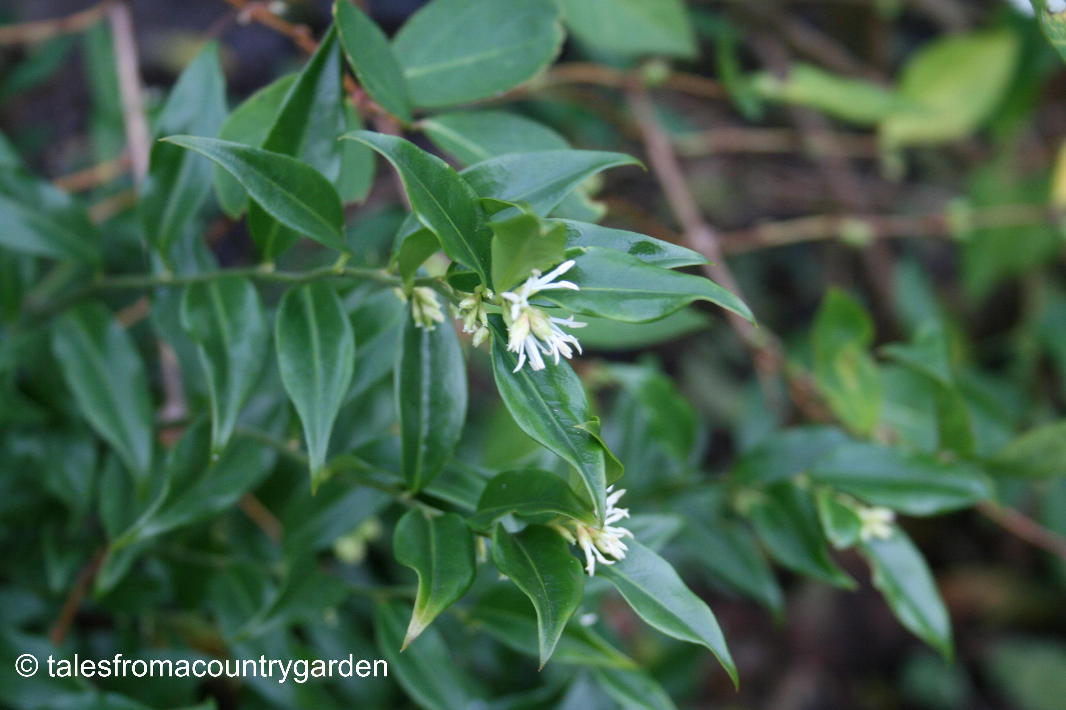 IMG_0229_watermarked