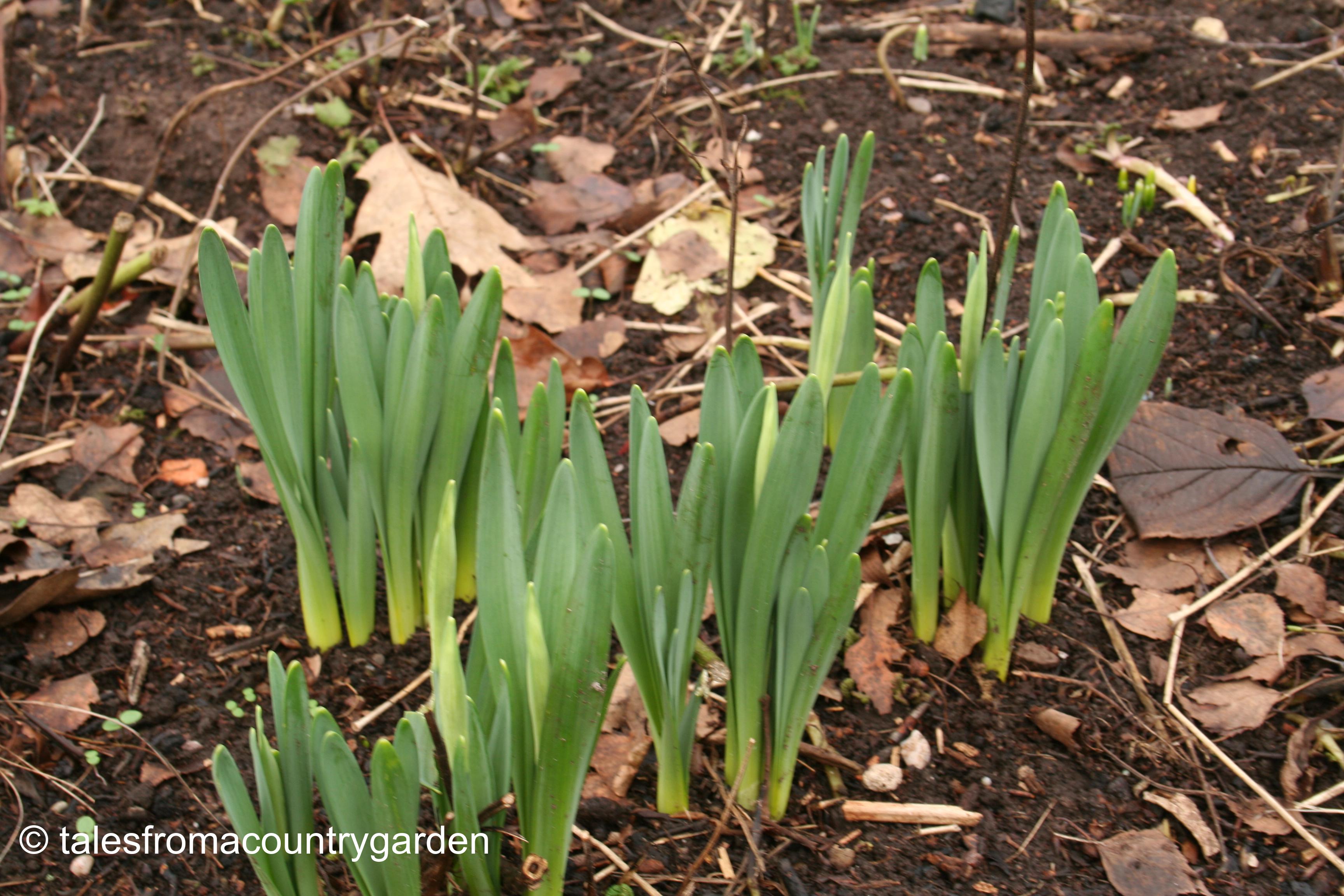 IMG_0233_watermarked