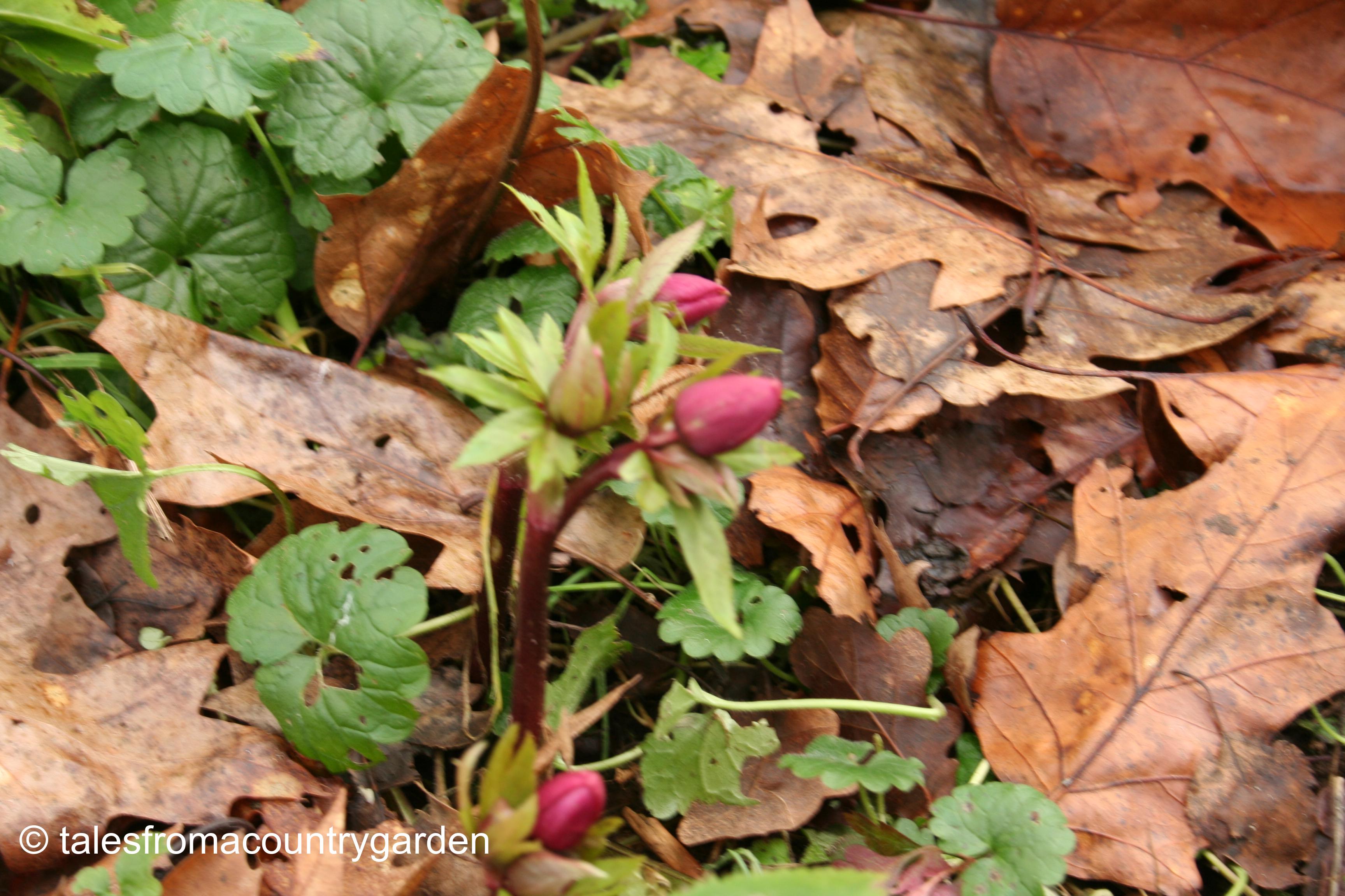 IMG_0236_watermarked