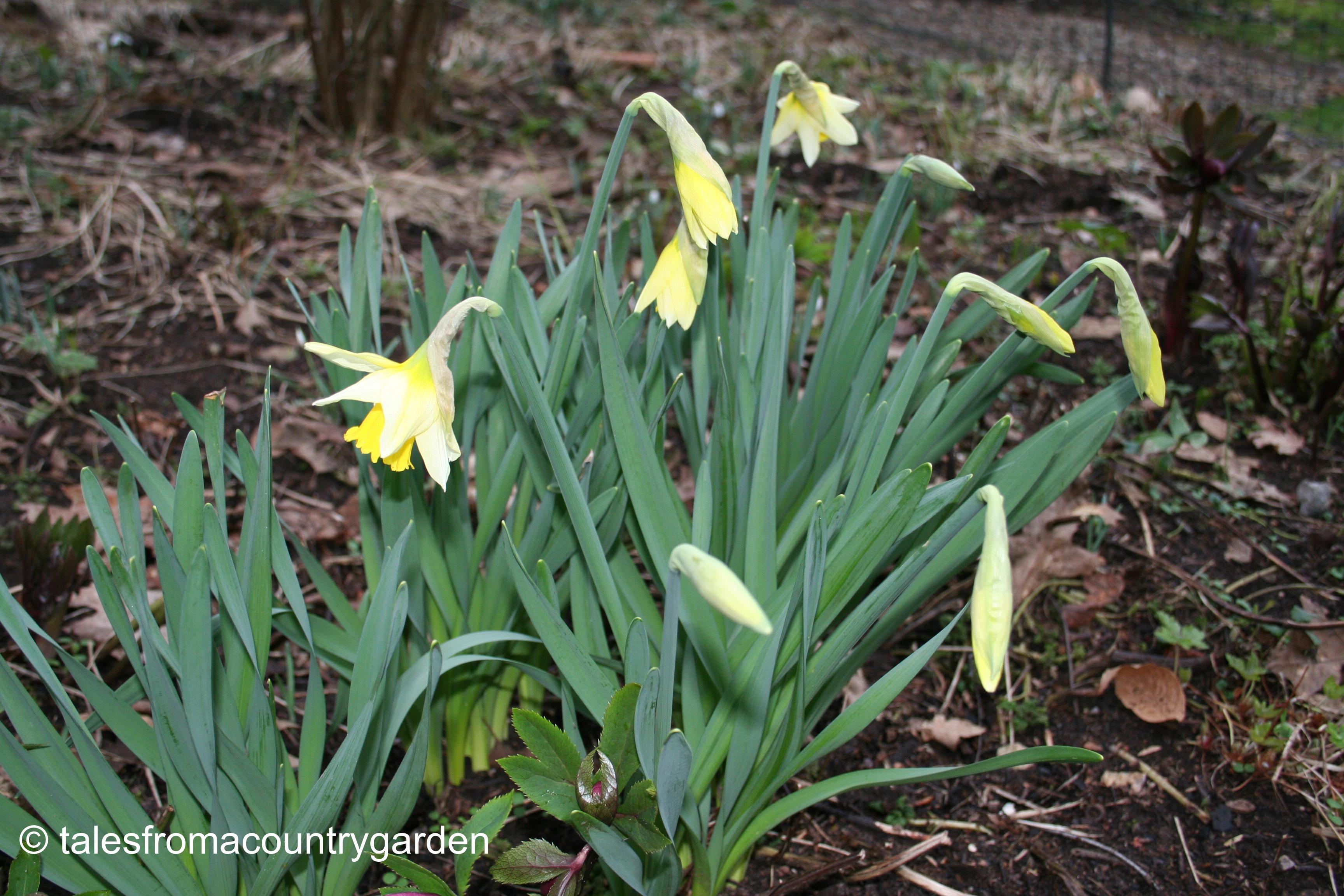 IMG_0321_watermarked