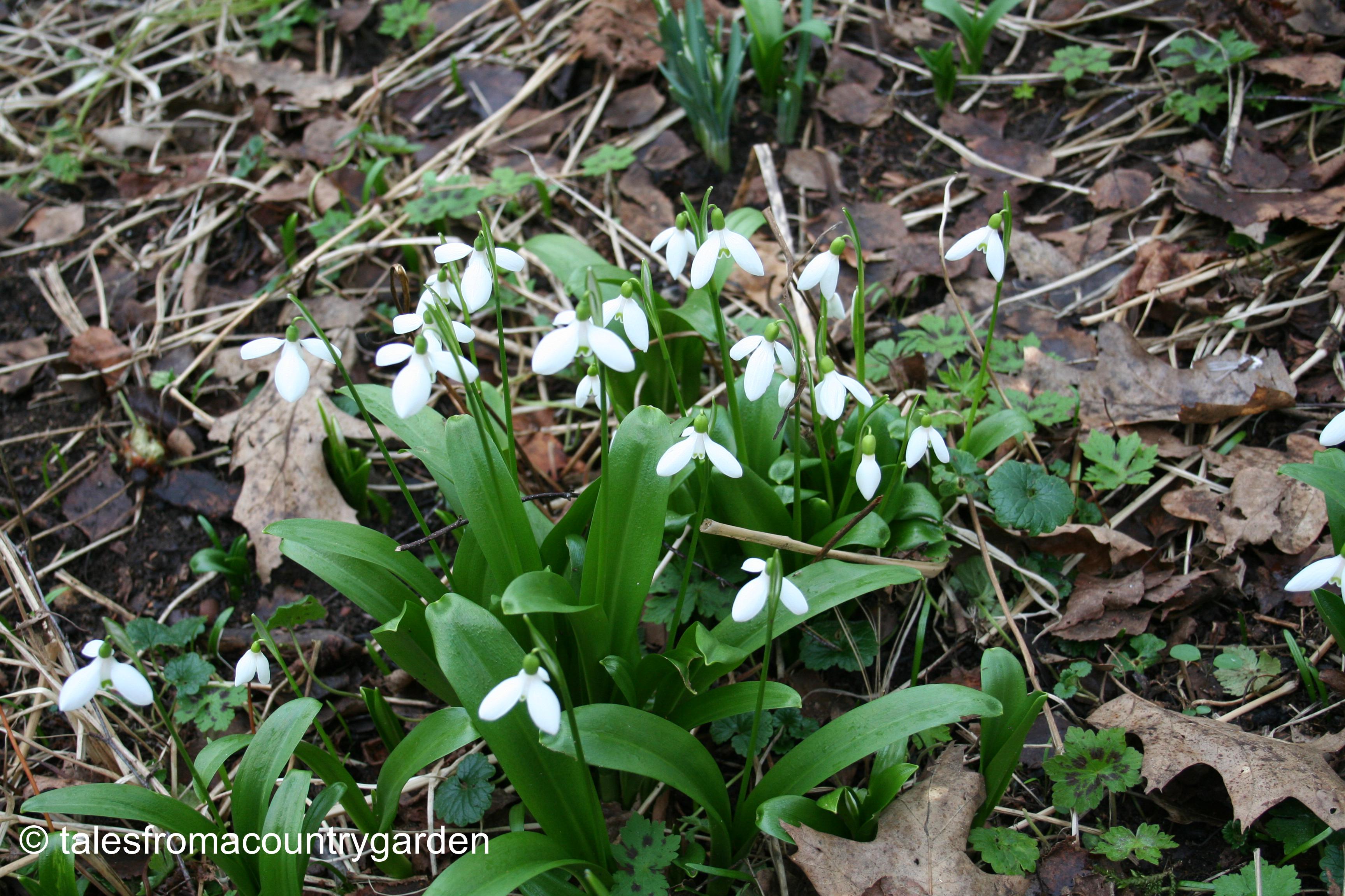 IMG_0328_watermarked