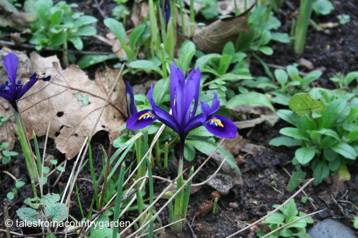 IMG_0330_watermarked