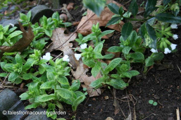 IMG_0331_watermarked