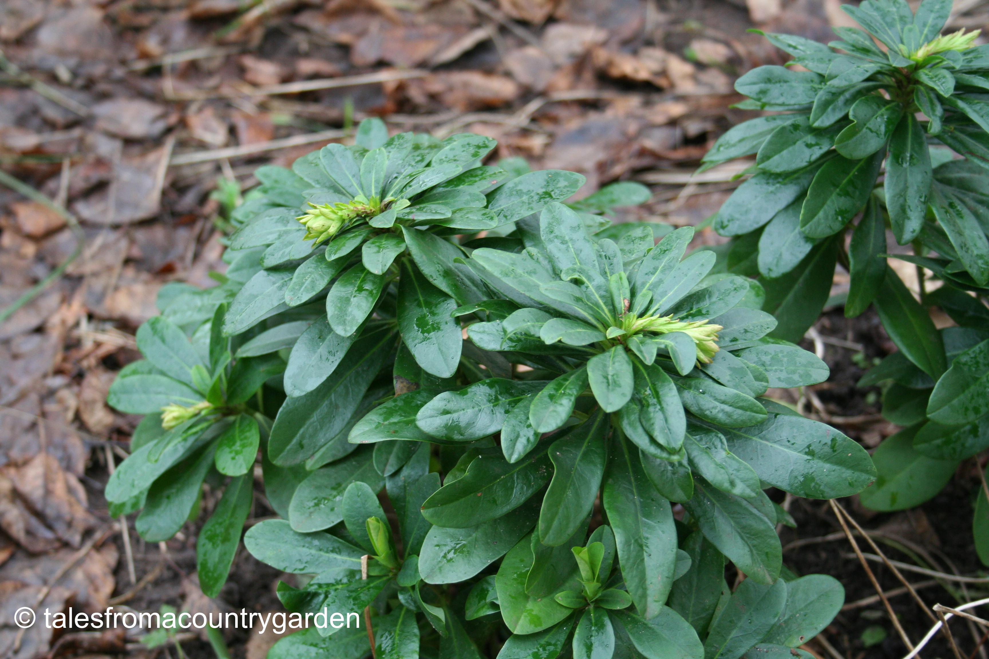 IMG_0334_watermarked