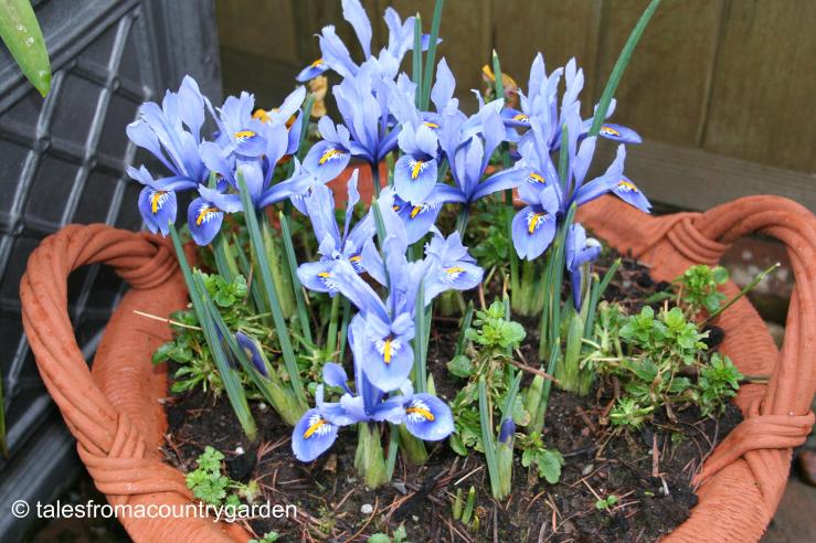 IMG_0337_watermarked